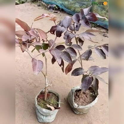 Red Rubby Longon Grafted Fruit Plant for Home & Terrace Gardening