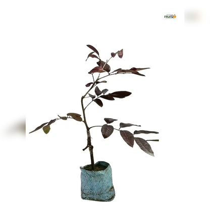 Red Rubby Longon Grafted Fruit Plant for Home & Terrace Gardening
