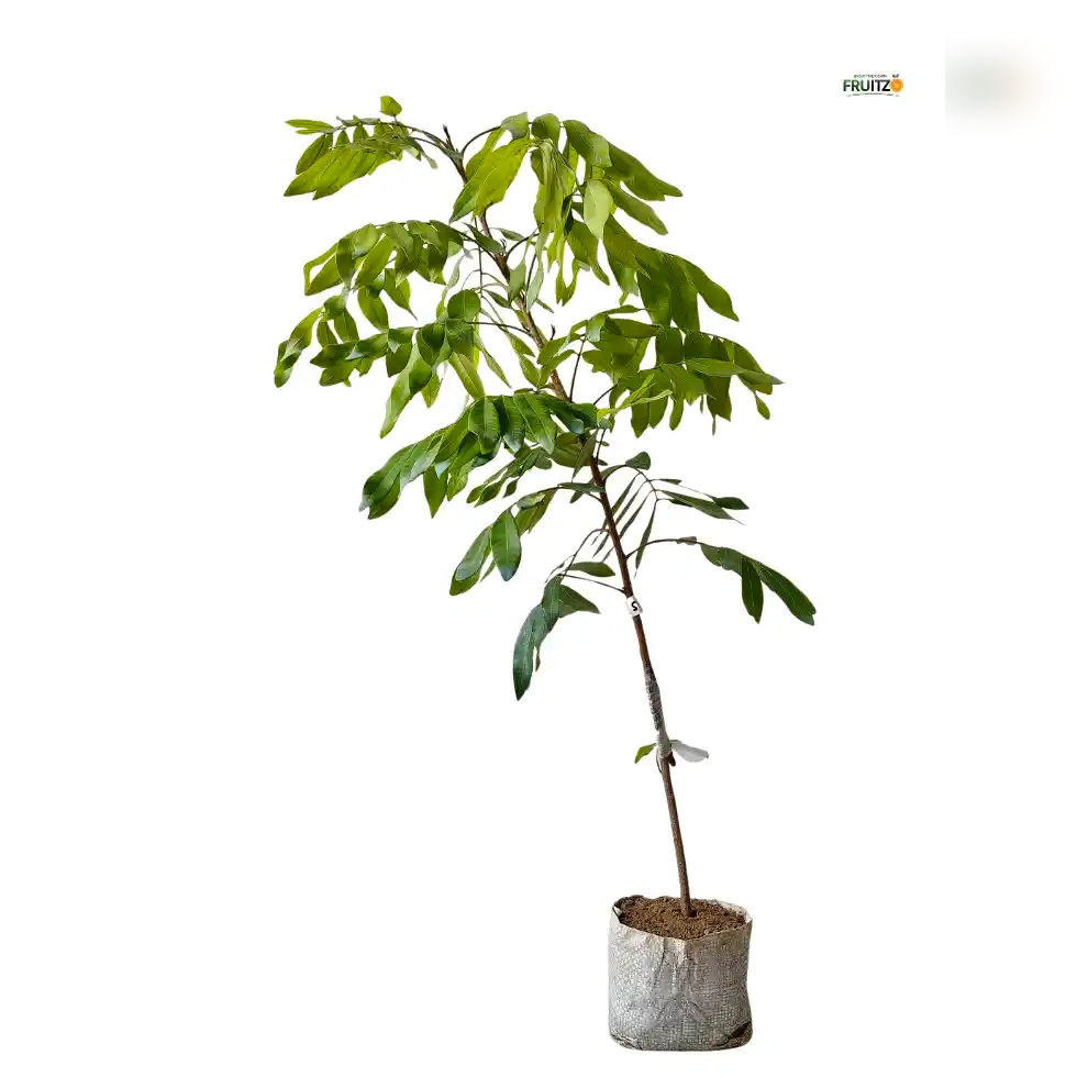 All-Time Longon Grafted Fruit Plant for Home & Terrace Gardening