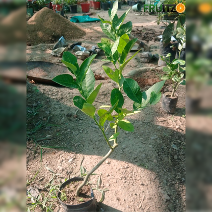 Seedless Lemon (Grafted) Fruit Plant  for Home & Terrace Gardening