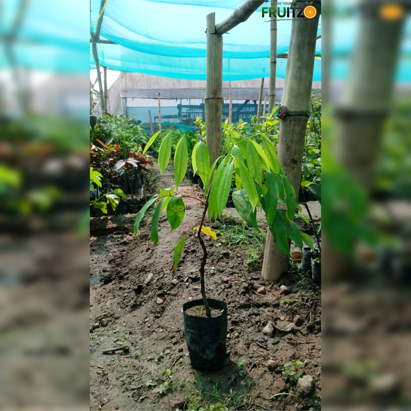 Bombai Litchi Lychee Layering/Grafted Fruit Plant  for Home & Terrace Gardening