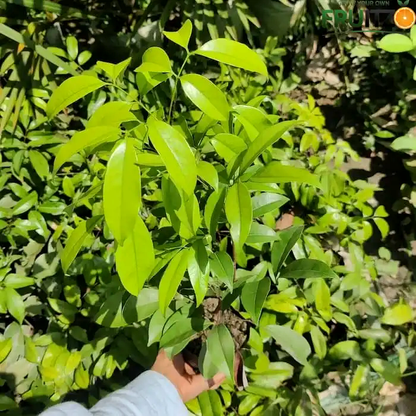 Bombai Litchi Lychee Layering/Grafted Fruit Plant  for Home & Terrace Gardening