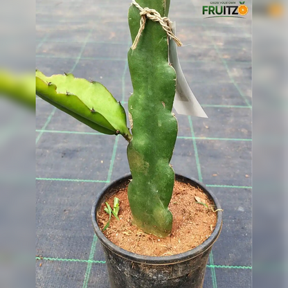 Dragon fruit large Plant for Home & Terrace Gardening
