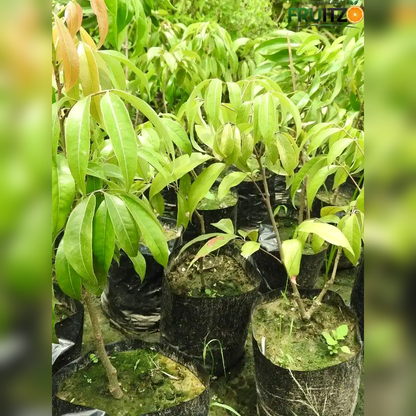 China 3" litchi Grafted plantfor Home & Terrace Gardening