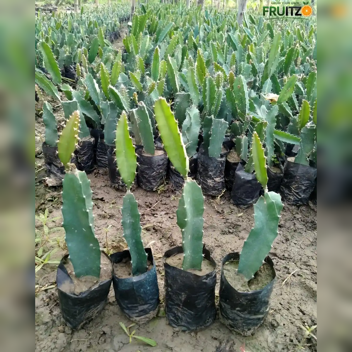 Dragon fruit large Plant for Home & Terrace Gardening