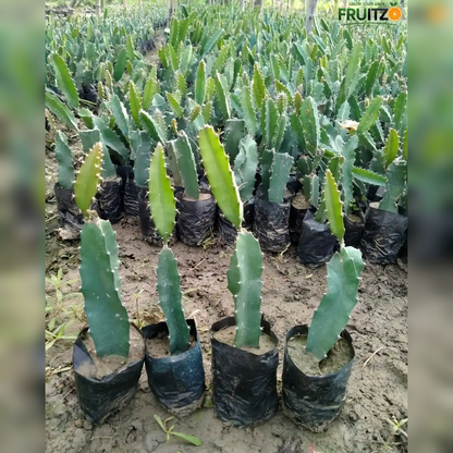 Dragon fruit large Plant for Home & Terrace Gardening