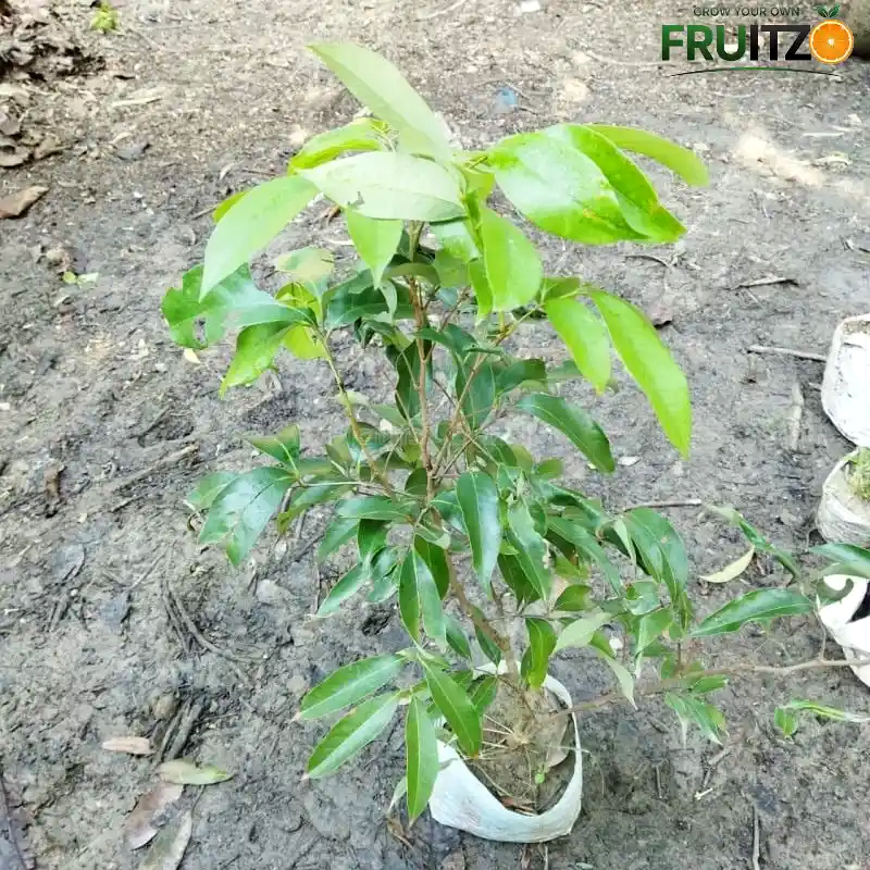 China 3" litchi Grafted plantfor Home & Terrace Gardening