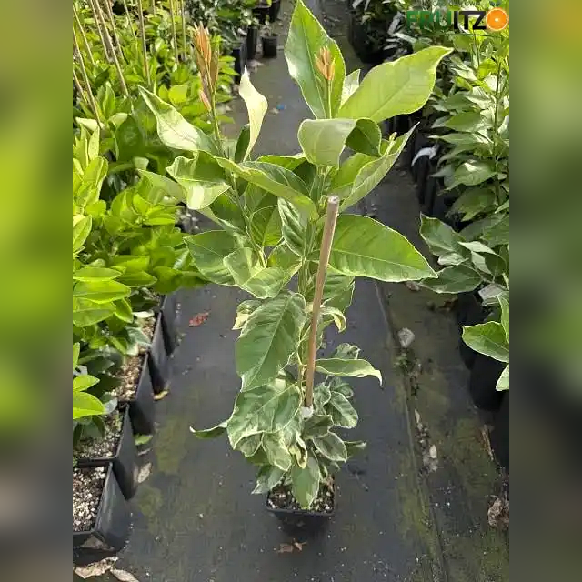 Variegated Grafted Lemon For Home Garden & Terrace Gardening
