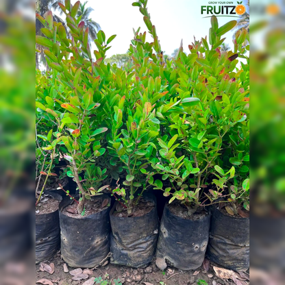 Sweet Karamcha Plant (Grafted) for Home & Terrace Gardening