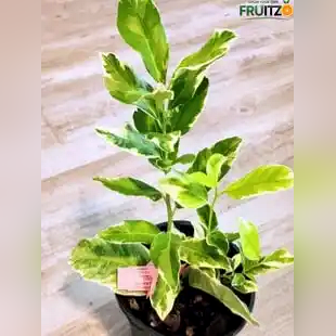 Variegated Grafted Lemon For Home Garden & Terrace Gardening