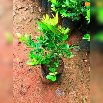 Sweet Karamcha Plant (Grafted) for Home & Terrace Gardening