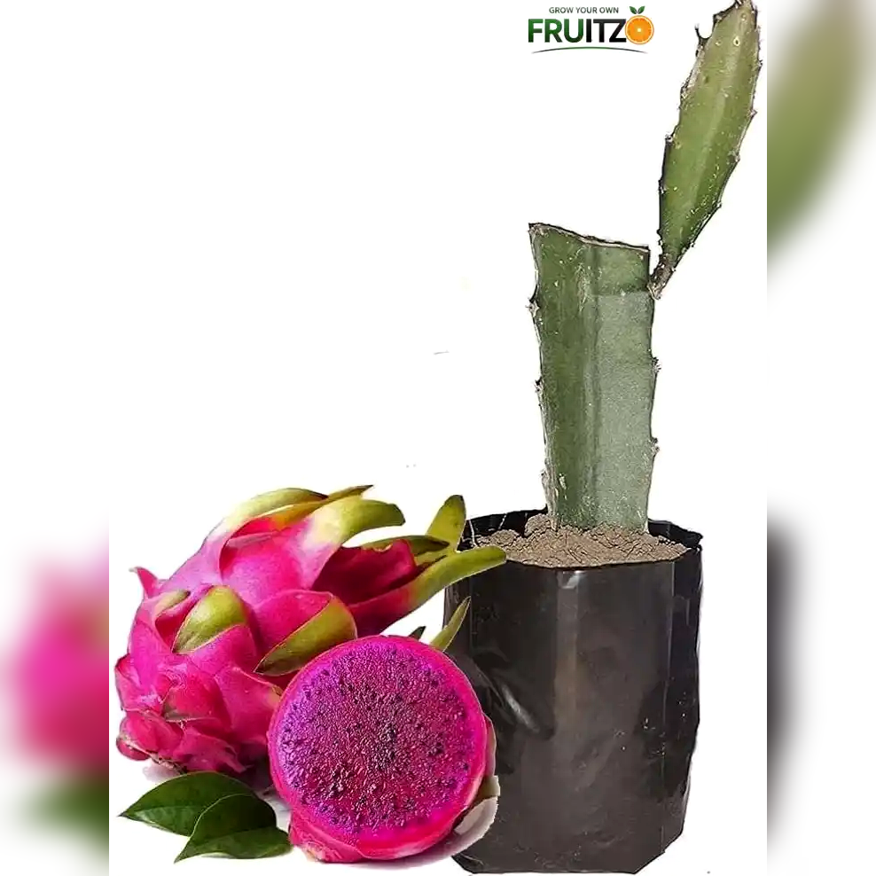 Pink Hybrid Dragon Fruit Plant Perfect for Home & Terrace Gardening