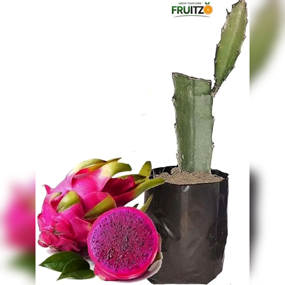 Pink Hybrid Dragon Fruit Plant Perfect for Home & Terrace Gardening