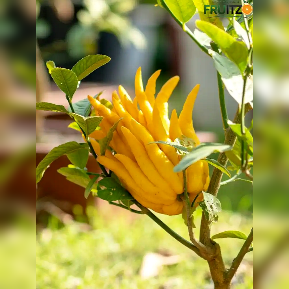 Buddhas Hand / Five Finger Orange Citrus Grafted fruit Plant  for Home & Terrace Gardening