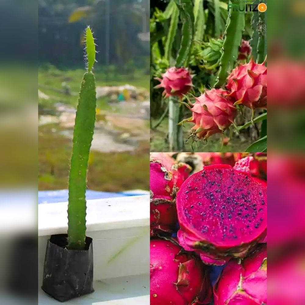 Pink Hybrid Dragon Fruit Plant Perfect for Home & Terrace Gardening