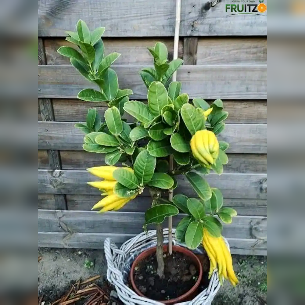 Buddhas Hand / Five Finger Orange Citrus Grafted fruit Plant  for Home & Terrace Gardening