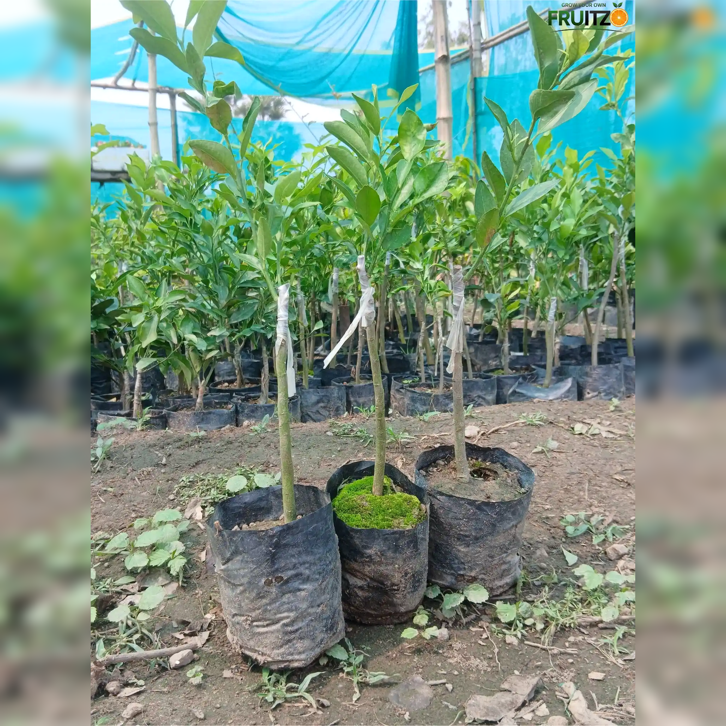 Misorio Malta Grafted Plant for Home & Terrace Gardening