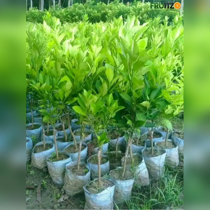 Misorio Malta Grafted Plant for Home & Terrace Gardening