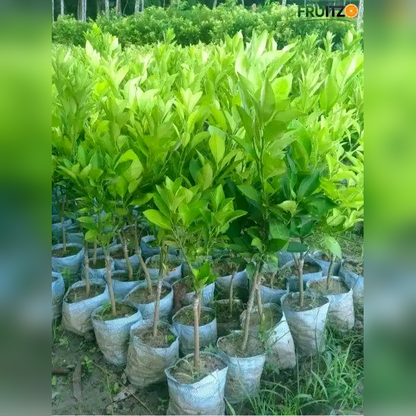 Misorio Malta Grafted Plant for Home & Terrace Gardening