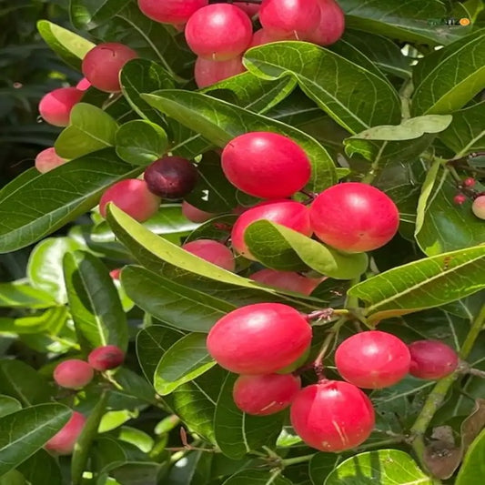 Sweet Karamcha Plant (Grafted) for Home & Terrace Gardening