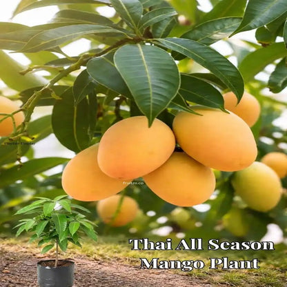 Thai All Season Grafted Mango Plant 1.5 - 2 Feet