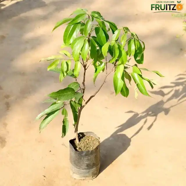 Seedless Litchi Grafted Fruit Plant 1 - 2 Feet For Home & Terrace Garden
