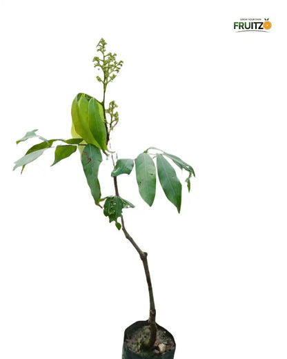 Seedless Litchi Grafted Fruit Plant 1 - 2 Feet For Home & Terrace Garden
