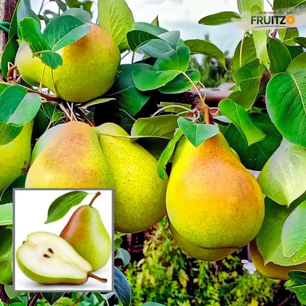 Premium Hybrid Pear (Naspati) Grafted Plant