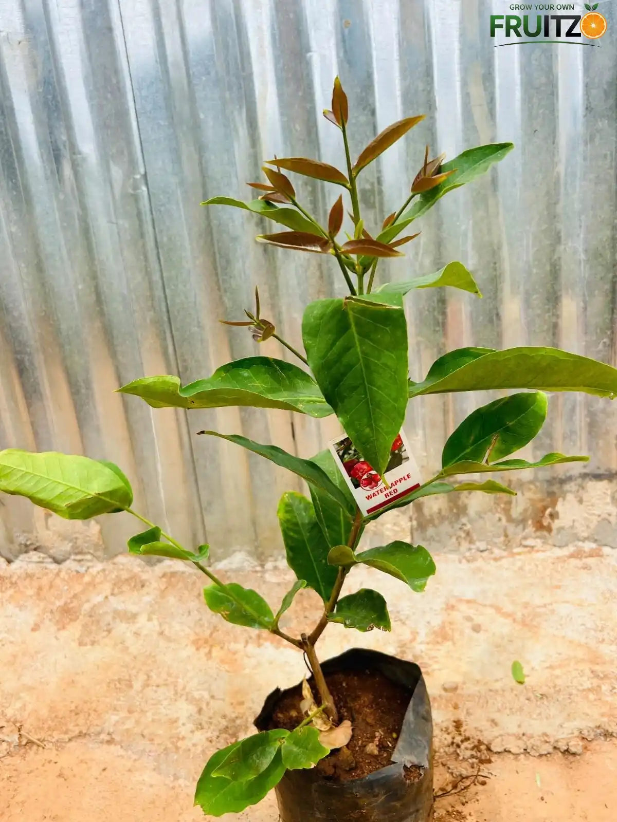 Red Water Apple Grafted Plant For Home & Terrace Gardening