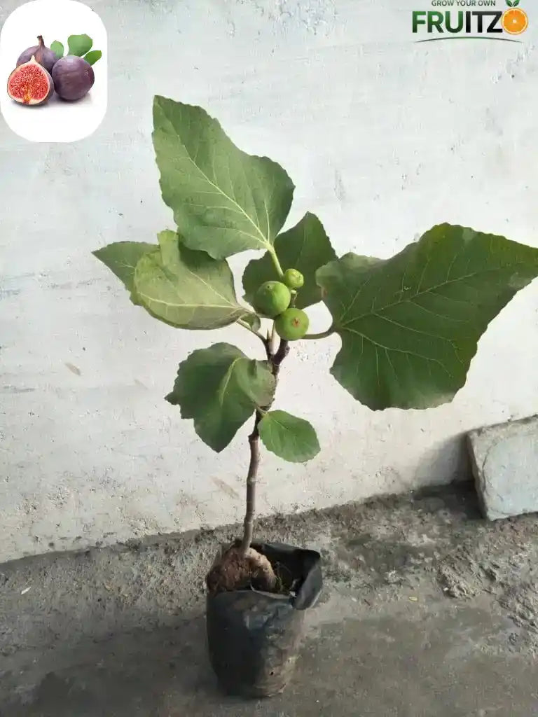 Fig Plants Combo Ideal for Home and Terrace Cultivation | Pack of 2 (Grafted)