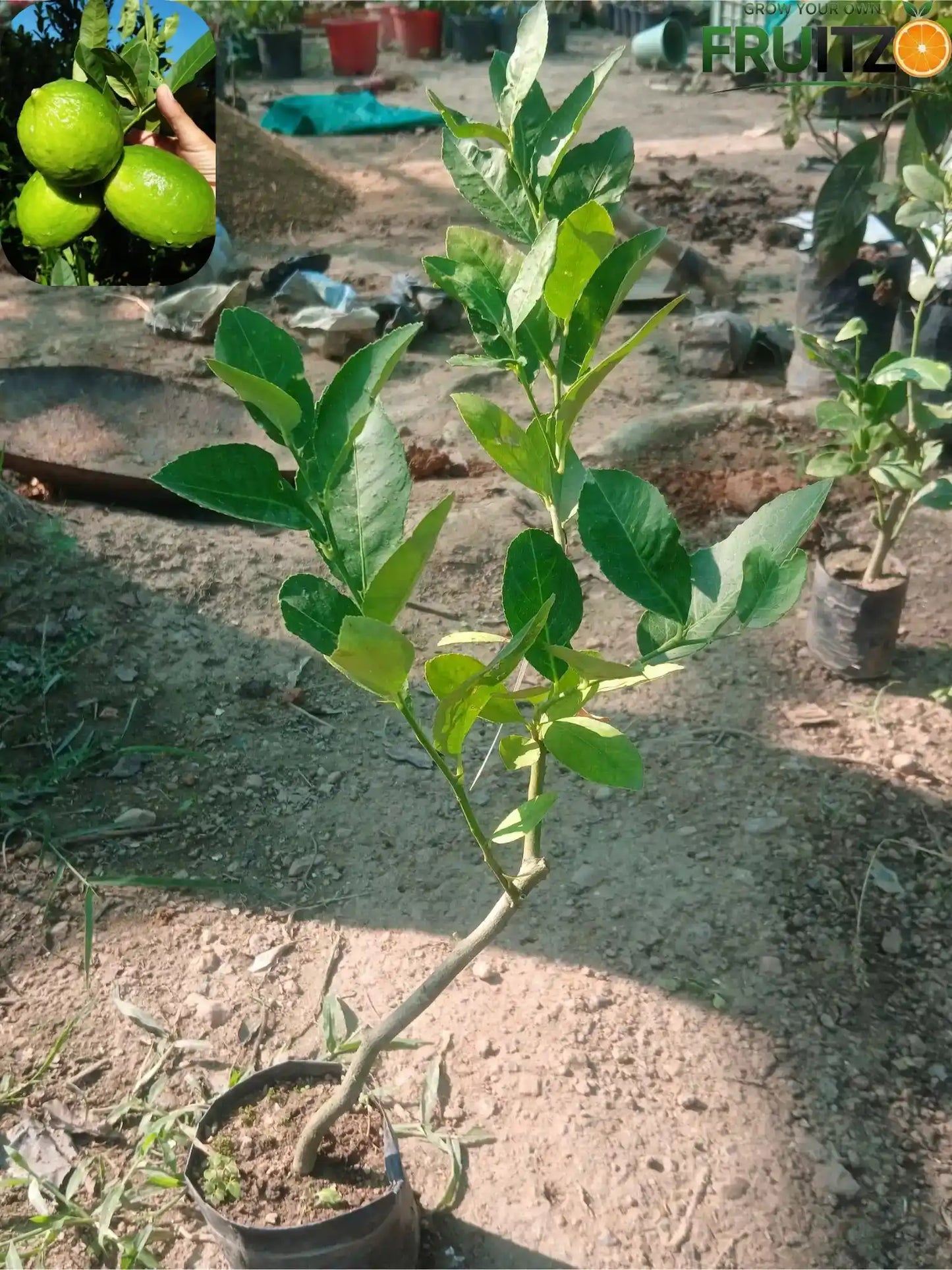 3 All-Time Grafted Lemon Variety Combo For Terace & Home Garden | pack of 3