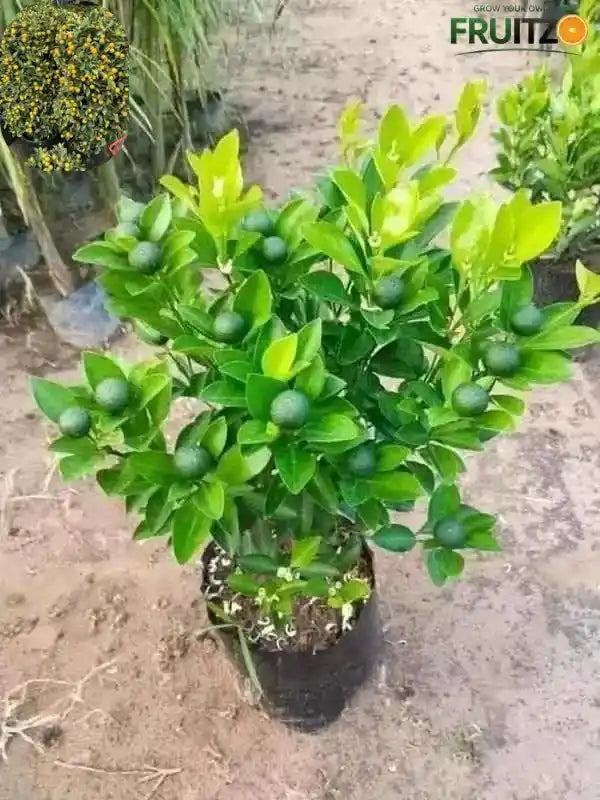 3 All-Time Grafted Lemon Variety Combo For Terace & Home Garden | pack of 3