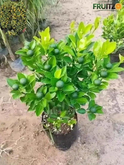 3 All-Time Grafted Lemon Variety Combo For Terace & Home Garden | pack of 3