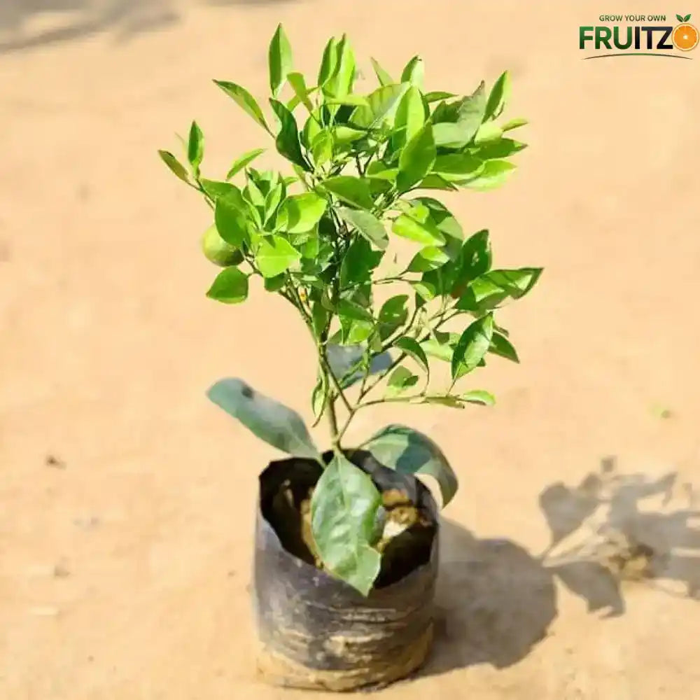 Darjeeling Orange Grafted Plant 1 - 2 Feet  for Home Garden