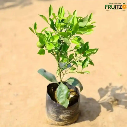 Darjeeling Orange Grafted Plant 1 - 2 Feet  for Home Garden