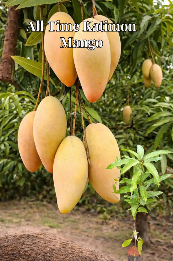 Thai Katimon All Time Mango – Perfect Grafted Plant ForHome & Terrace Gardening