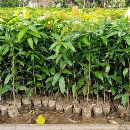 Langra Mango grafted Plant 1.5 - 2 Feet