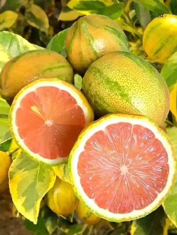 Variegated Grafted Lemon For Home Garden & Terrace Gardening