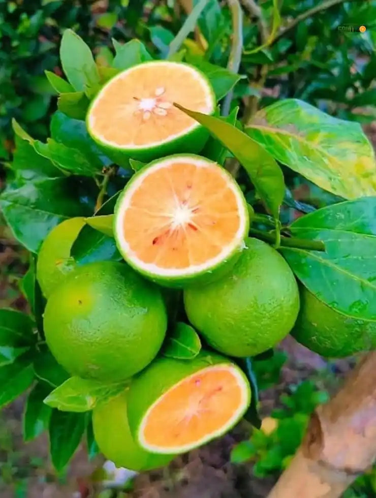 Vietnam Malta Mosambi Grafted Fruit Plant for Home & Terrace Gardening