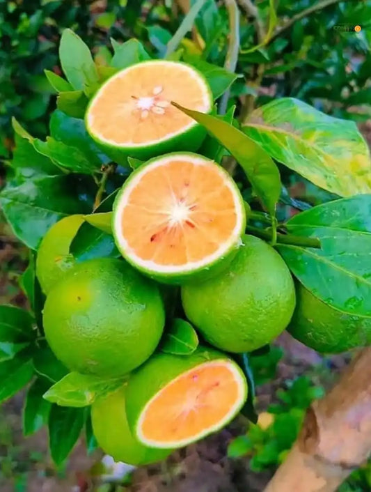Vietnam Malta Mosambi Grafted Fruit Plant for Home & Terrace Gardening