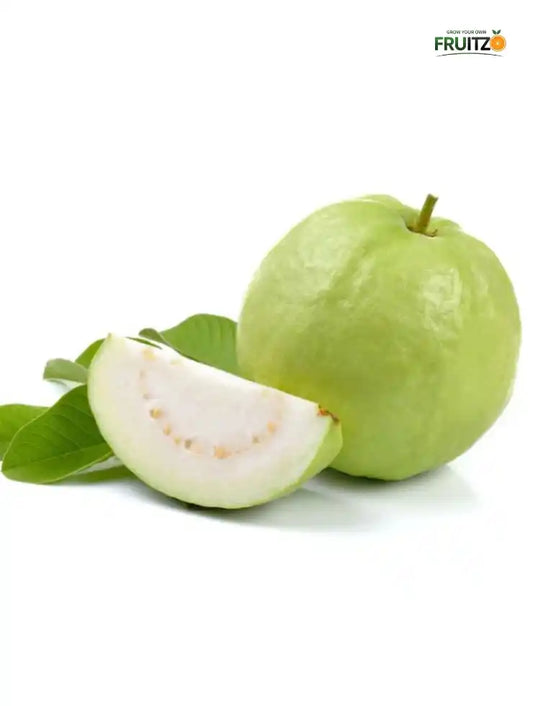 VNR Guava Grafted Plant for Home & Terrace Gardening