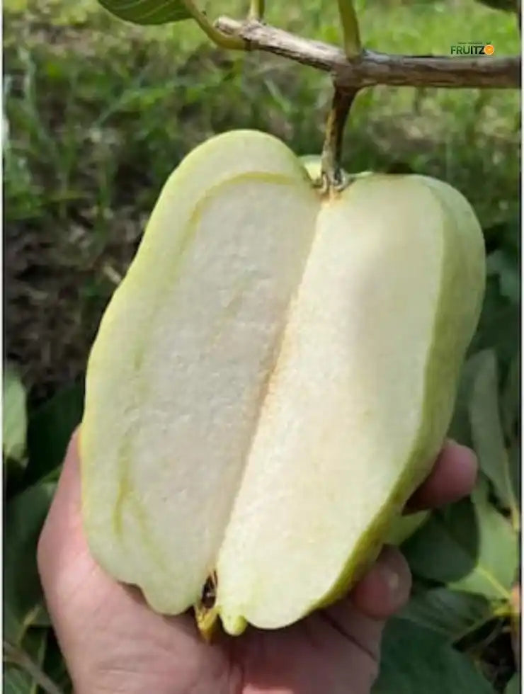 White Diamond Grafted Guava Plant For Home & Terrace Gardening
