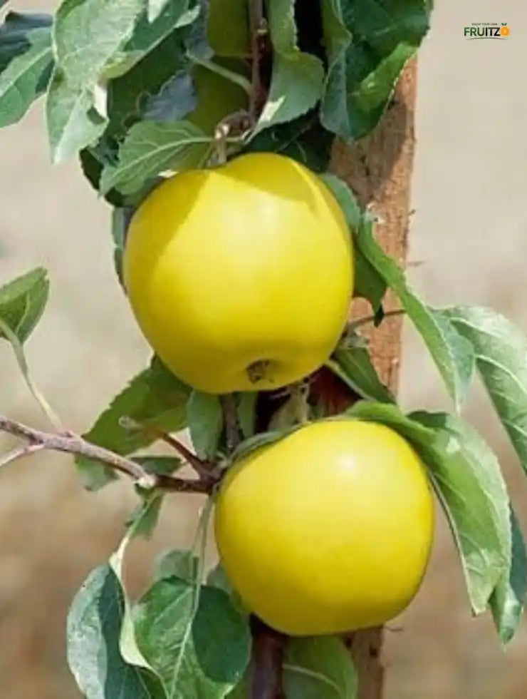 Yellow Golden Dorset Apple Plant for Home & Terrace Gardening