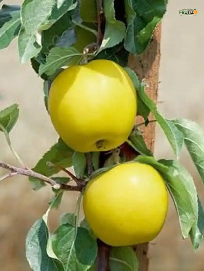 Yellow Golden Dorset Apple Plant for Home & Terrace Gardening